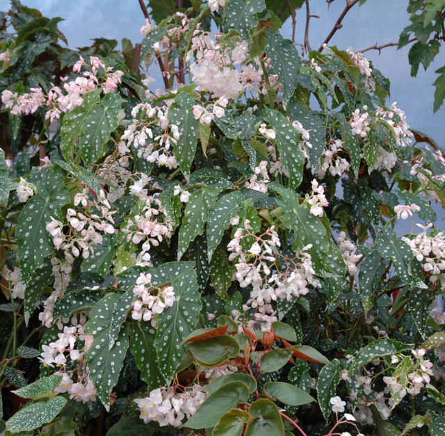 B. ‘Annan Grace’
